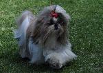 Cães