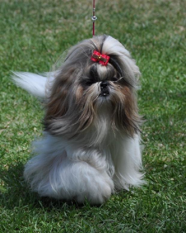 Shih-tzu