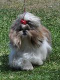 Shih-tzu