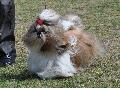 Shih-tzu
