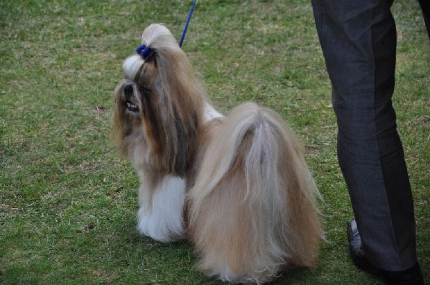 Shih-tzu