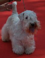 Cães