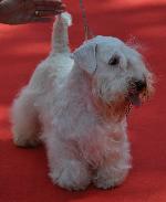 Cães
