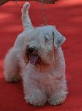 Sealyham Terrier
