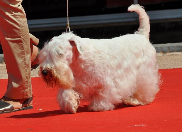Sealyham Terrier