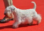 Cães