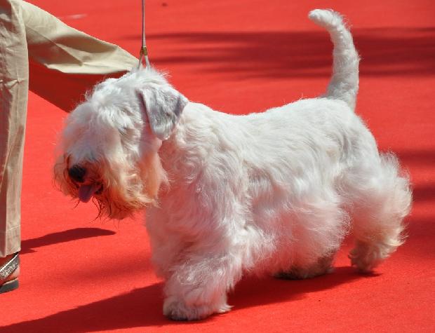 Sealyham Terrier