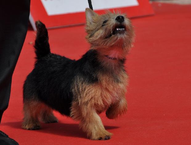 Norwich Terrier