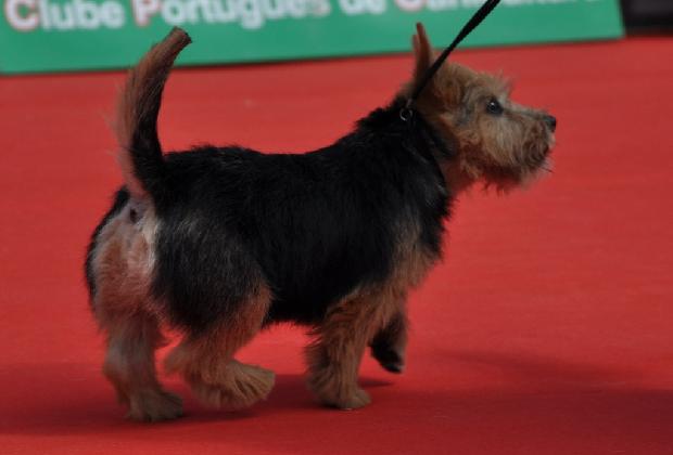 Norwich Terrier