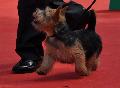 Norwich Terrier