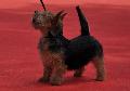 Norwich Terrier