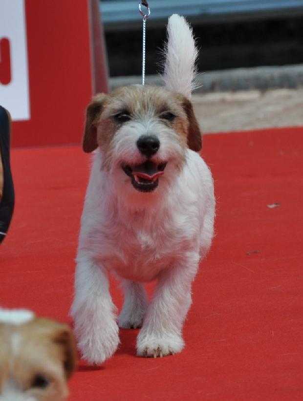 Jack Russel Terrier