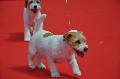 Jack Russel Terrier