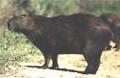 Capivara