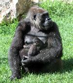 Jardim Zoológico apresenta primeira cria de Gorila no Dia do Animal