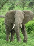Elefante africano