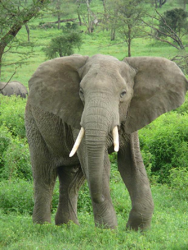 Elefante africano
