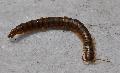Escolopendra