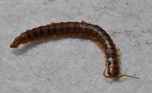 Escolopendra