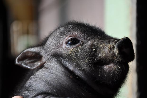 Porquinho-do-Vietname