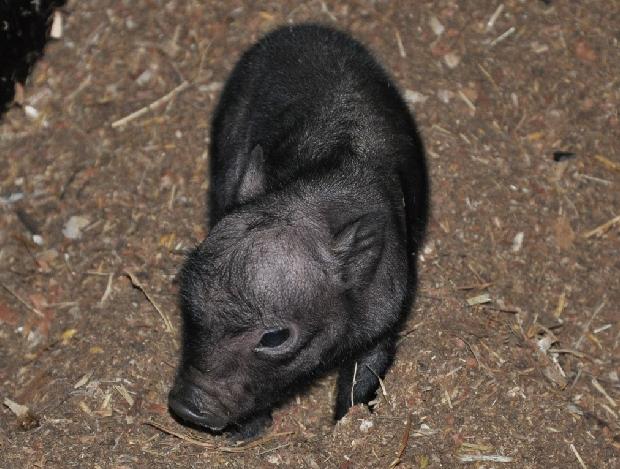 Porquinho-do-Vietname