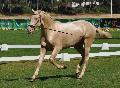 Lusitano