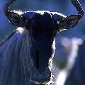 Gnu