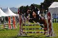 Lusitano - Salto obstáculos
