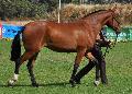 Lusitano