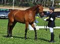 Lusitano