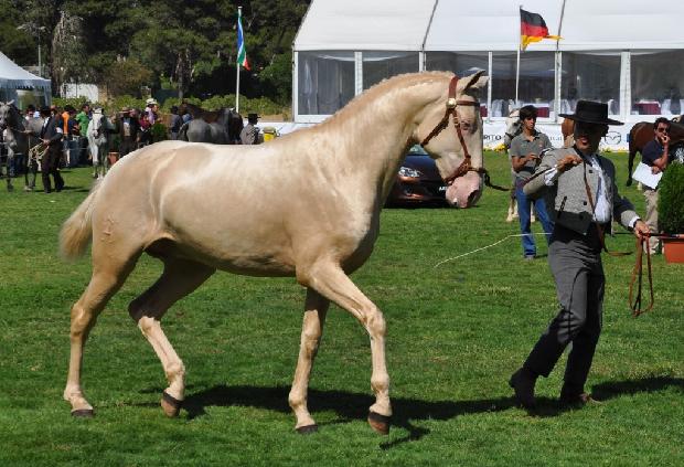 Lusitano