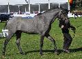 Lusitano