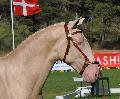 Lusitano