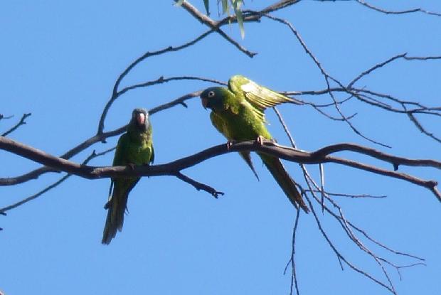 Aratinga-de-testa-azul