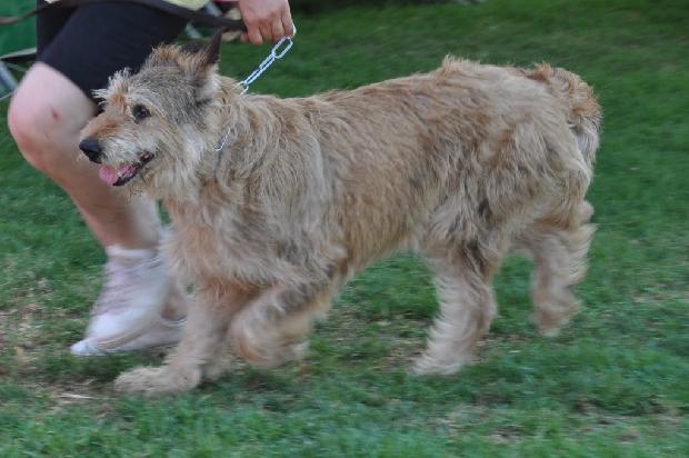 Cão de Pastor da Picardia