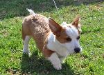 Cães