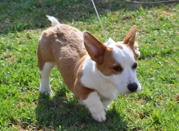 Welsh Corgi Cardigan
