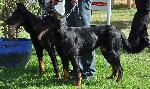 Cães