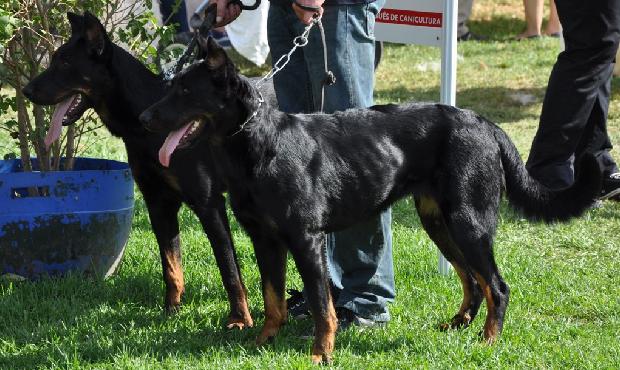 Cão de Pastor de Beauce