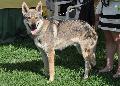 Cão Lobo Checoslovaco