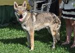 Cães