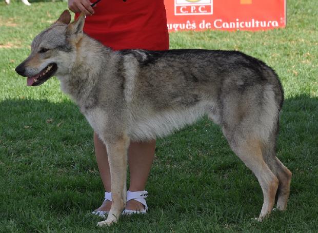 Cão Lobo Checoslovaco