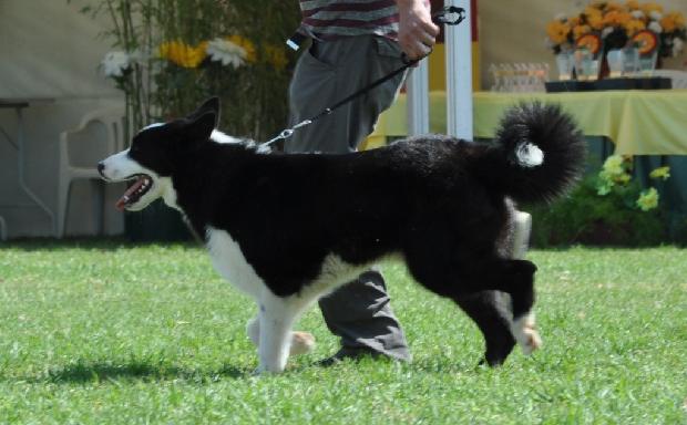 Cão de Ursos da Carélia