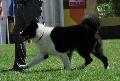 Cão de Ursos da Carélia