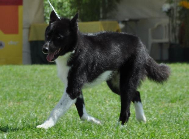 Cão de Ursos da Carélia