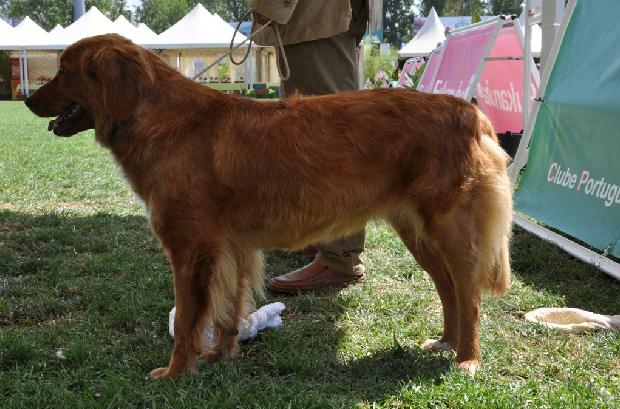 Nova Scotia Duck Tolling Retriever