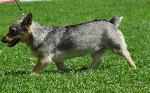Cães