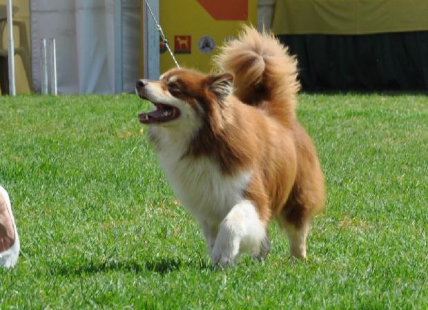 Cão Filandês da Lapónia