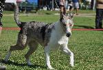Collie de Pêlo Curto