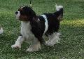 Cavalier King Charles